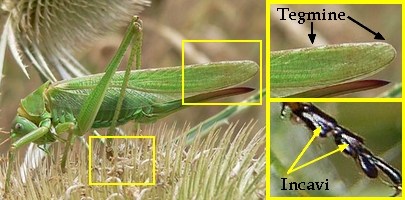 Grilli, Locuste e Cavallette: ORTHOPTERA Guida alle Famiglie